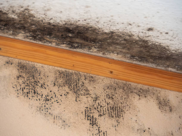 Best Basement Mold Removal  in Harrisburg, NC