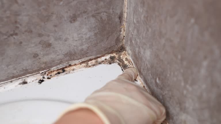 Asbestos and Lead Testing During Mold Inspection in Harrisburg, NC